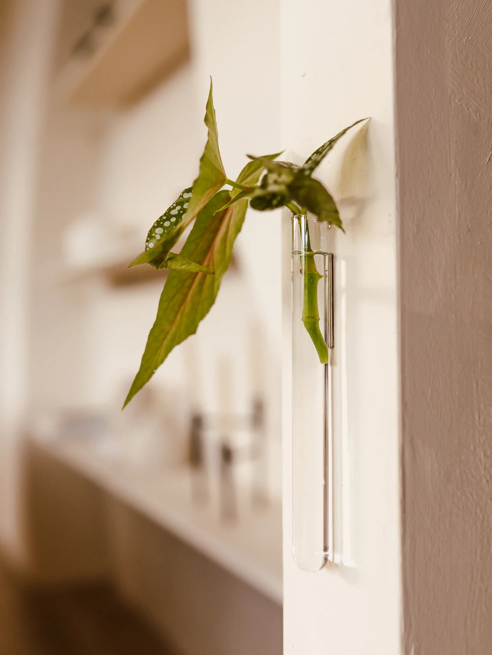 Vase magnétique transparent - Walleaf