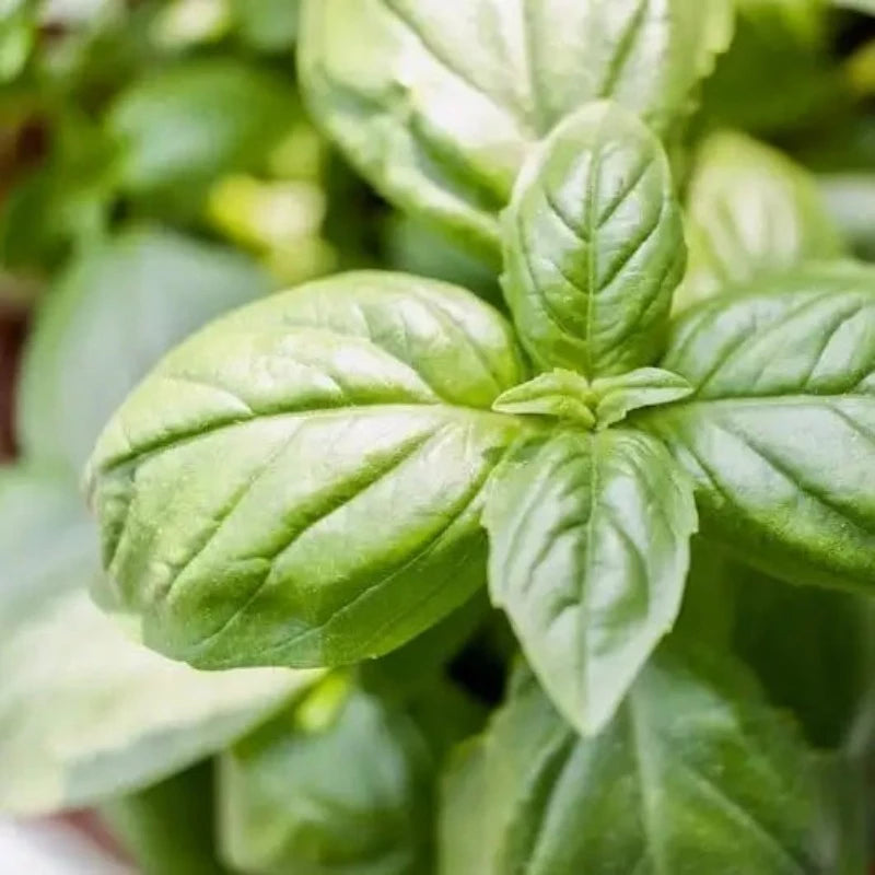 Basilic genevose. sachet de graines à semer.