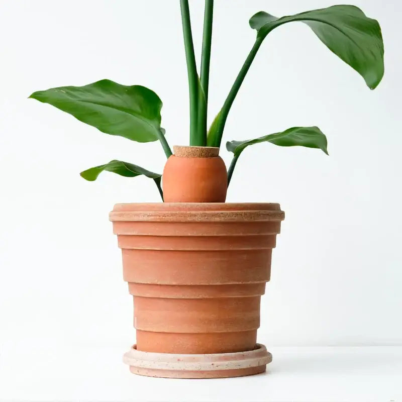 Routine de soin des plantes