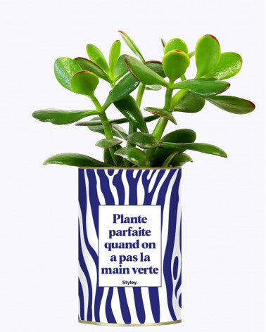 Cactus - Plante Détox