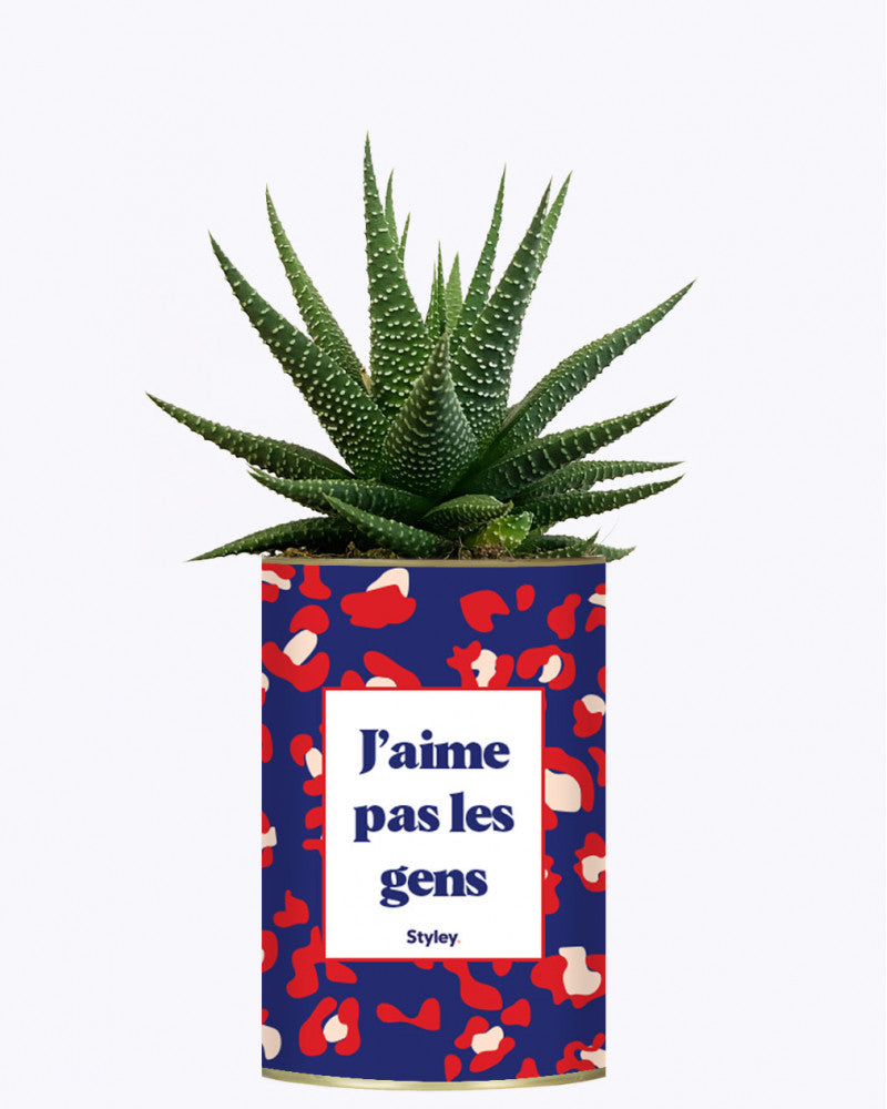 Cactus - Plante Détox