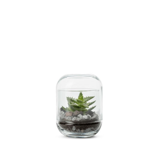 Terrarium - Capsule Succulente