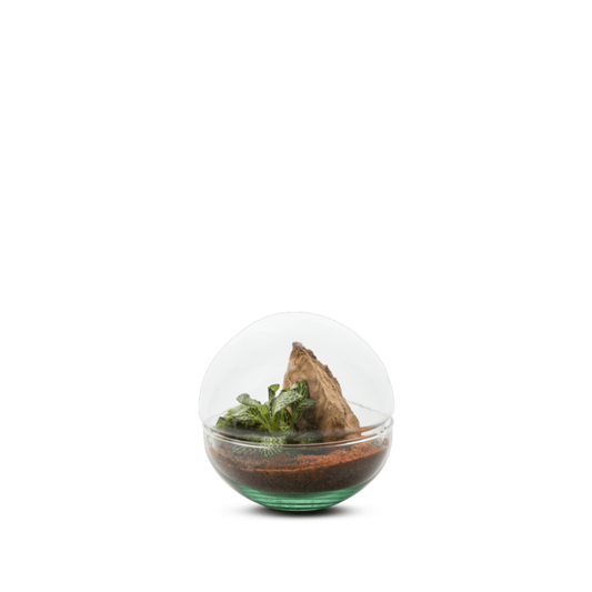 Terrarium - Capsule Mini Monde