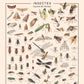 La planche “Insectes” rassemble des dizaines de petites bêtes en tout genre, que l’on préfère voir en peinture. Pourtant quel plaisir de distinguer (enfin !) le criquet de la cigale, le hanneton du scarabée, la puce de la punaise !